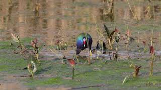 Purple Gallinule 051123 at Pipe Creek Sandusky Oh [upl. by Lorinda]