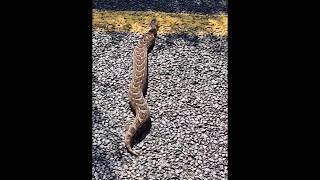 A Puff adderBitis arietans snake walking Across a Road  Highly venomous snake [upl. by Eitteb581]