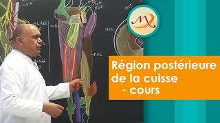 Anatomie de la région postérieure de la Cuisse cours [upl. by Iolanthe673]