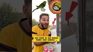 Isko khane ke bad Budgies parrot 🦜🪺 kar dagi minivlog kabutarvlog budgies birds vlog shorts [upl. by Reinert676]