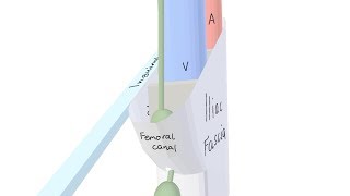 3D Tour of the Femoral Canal [upl. by Thissa69]