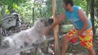 Romanian Mioritic shepherd dog vs aggressive stranger [upl. by Ruthven]