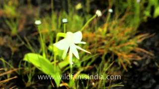 Eriocaulon sedgwickii and Habenaria rariflora in Kaas [upl. by Roch]