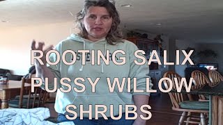 How to Propagate Rooting Salix Pussy Willows Indoors [upl. by Myer]