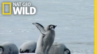 A Young Penguin’s First Plunge  Wild Antarctica [upl. by Aivyls312]