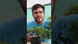 Descubre el Juniperus Procumbens Nana ¡El bonsái perfecto [upl. by Lanuk700]