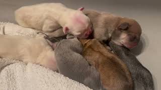 Newborn Frenchie Puppies Crawling Around Only Hours Old Fur Babies Looking For Mommy 🥰😍 [upl. by Naginnarb]