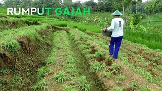 🔵 KANDANG BALAP  MEMPERBARUI LAHAN RUMPUT GAJAH [upl. by Helbon]