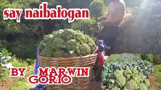 SAY NAIBATOGAN BY MARWIN GORIO IGOROT SONGFARMERS LIFE [upl. by Benjie335]