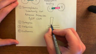 Integrins Part 2 [upl. by Hacceber762]