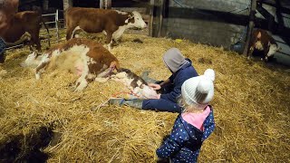 Hereford Cattle Calving  teaching the next Generation [upl. by Amble]