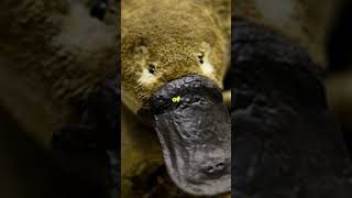 Discover the Amazing World of Platypuses platypuses platypus Australia tasmania shorts [upl. by Dnaltiac82]