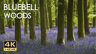 4K HDR Bluebell Woods  English Forest  Birds Singing  No Loop  Relaxing Nature Video amp Sounds [upl. by Alisha351]