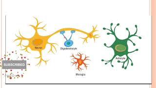 Cerebrum and Cerebellum Histology by Dr Shagun [upl. by Urbanus798]