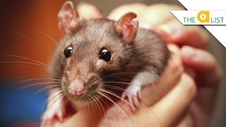 5 Fascinating Facts About Rats [upl. by Pack742]