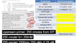 Assemble PCR Assay The DNA Lab [upl. by Vitale876]