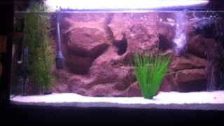 55 Gallon Cichlid tank [upl. by Brubaker]