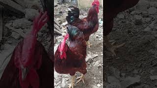 Rhode Island Rooster shortvideo chicken rhodeislandred [upl. by Alain]