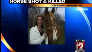 Horse found shot to death in Mason County [upl. by Derreg]