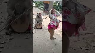 Bandar bandariya ka nach Hansi majak ke video 😄🙆🥱 mohabbatkagamhaimilejitnakamhai 😁🥲🤩 funny [upl. by Ainadi]