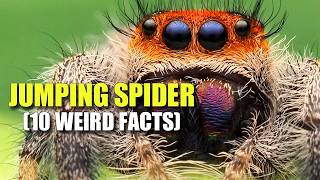 Jumping Spider 🕷️ 10 FACTS You NEVER KNEW [upl. by Mattah]