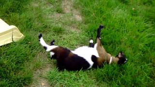 Fainting Goat  Das fallende Zieglein [upl. by Yboj]