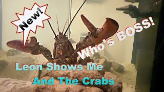 Leon Shows Me amp The Crabs Whos Boss [upl. by Matty620]