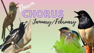 The Dawn Chorus  Late January and early February [upl. by Crispas]