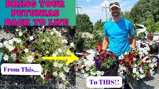 Petunia CareRevitalize Your Petunias and Bring Them Back to LIFE [upl. by Crespo]