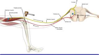 Detailed Animation on Stretch Reflex [upl. by Awram]