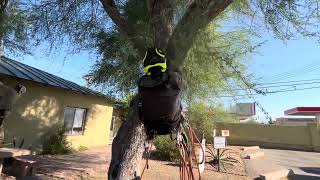 Large Tucson Palo Verde pruned with commentary ArboristAdvice￼ [upl. by Xad297]