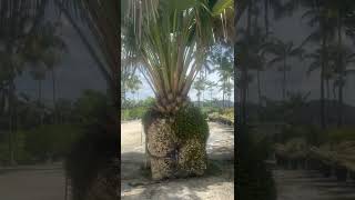 HUGE Copernicia Gigas grown in massive rock pot [upl. by Nishom421]