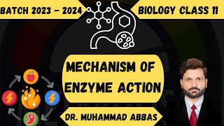 How Enzymes Actually Work  Mechanism of enzyme action [upl. by Inaja]