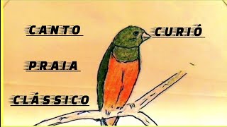 Curió cantando Praia clássico [upl. by Eirod428]