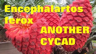 Cycad Encephalartos Ferox [upl. by Nady]