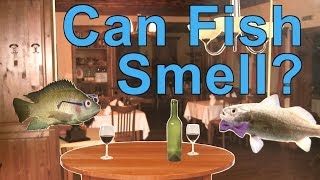 Can Fish Smell  A Moment of Science  PBS [upl. by Vergne978]