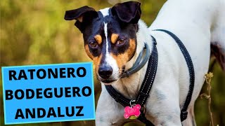 Ratonero Bodeguero Andaluz  TOP 10 Interesting Facts [upl. by Kho]