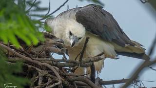 Whitebellied sea eagle nesting [upl. by Ynneg]