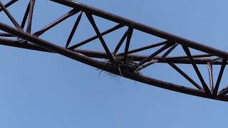 Plopsaland De Panne Nest in de achtbaan The Ride to Happiness  12042024 [upl. by Latoya538]