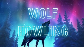 Wolf howling🐺 animation wolf wolfhowling [upl. by Nednil]