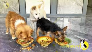 Funny Puppies Food Review 🐶🍲 Petify TV Dogs Series 37 🐕💕 Puppies Food Review Channel Videos [upl. by Malvin]