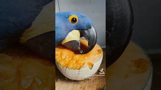 Hyacinth MACAW CANNOT get enough PUMPKIN Shorts [upl. by Nester]