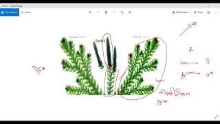 செலெகினெல்லா தாவரத்தின் வாழ்க்கை வட்டம்  Lifecycle of Sellaginella  Part 1  Plant Physiology [upl. by Parrish]