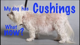 Cushings disease in dogs [upl. by Narruc]