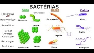 Aula 03 Microbiologia  Bactérias [upl. by Anauq]