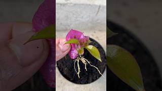 Propagating Bougainvillea by Petals [upl. by Ylrebmek]