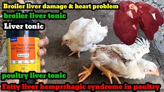 Poultry fatty liver hemorrhagic syndrome II liver amp heart problem II liver tonic broiler poultry [upl. by Galan]