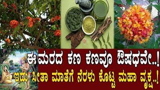 ಈ ಮರದ ಪ್ರತಿ ಕಣವೂ ಔಷಧವೇ Medicinal benefits of Ashoka Tree  M2 Health [upl. by Biddick]