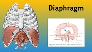 Diaphragm  Thorax Anatomy Openings of the Diaphragm Nerve Supply and Blood Supply [upl. by Etteniotna118]