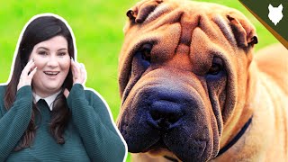 SHAR PEI TEMPERAMENT DEEPDIVE [upl. by Von]